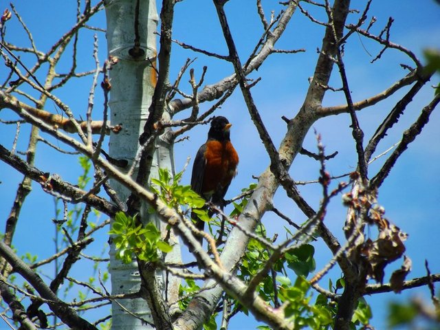 red robin, robin bird, jeronimo rubio, birds, photography, animalphotography, dailypetphotography (3).jpg