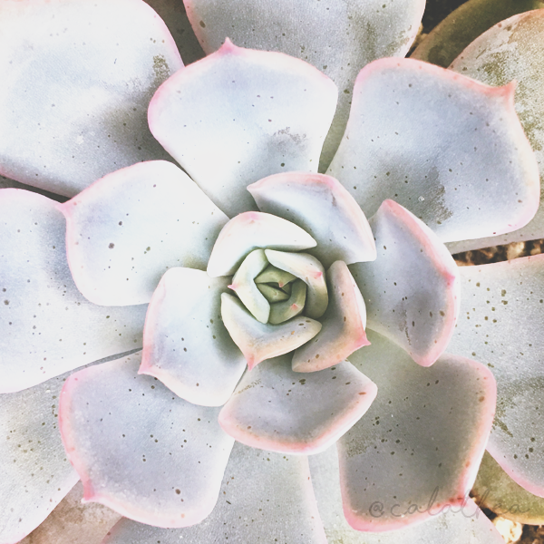 echeveria.png