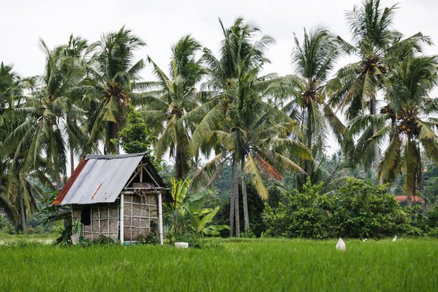 UBUD (8 of 15).jpg