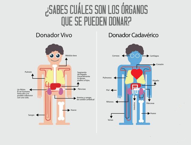 donacion-organos4-SIAG.jpg