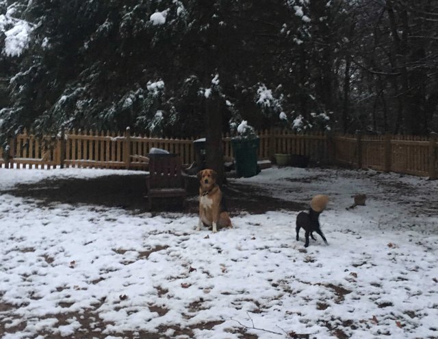 Snow dogs1.jpg