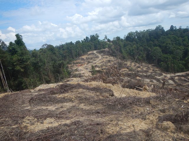 Kerusakan hutan (2).JPG