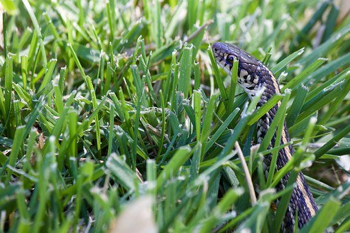 snake-in-the-grass-1391988__340.jpg