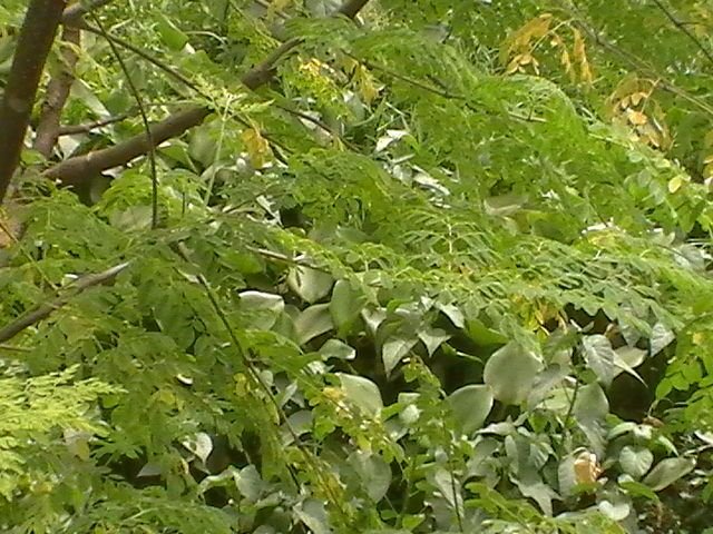 H1190021.JPG
