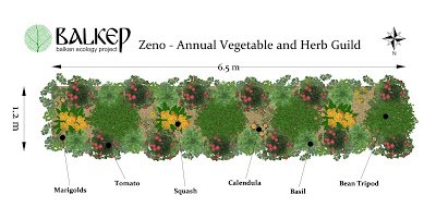 Zeno planting scheme (1).jpg