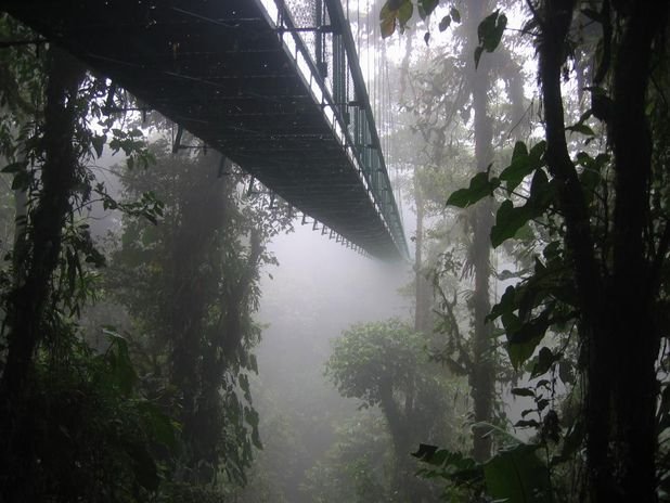 5.-Montenegro-Rainforest-Costa-Rica..jpeg