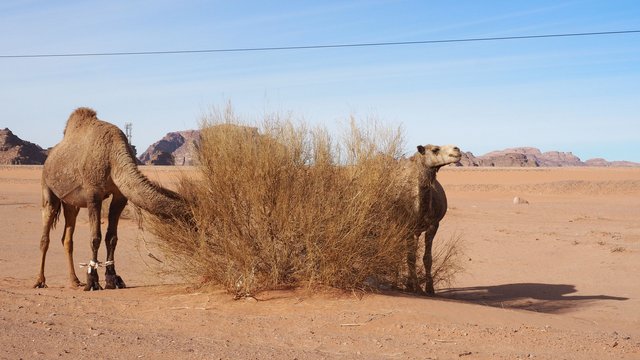 Little Petra Jordan Wadi Rum 2018 1952.JPG