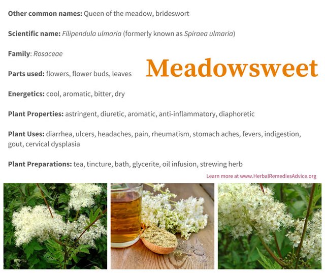 Benefits-of-Meadowsweet.jpg.pagespeed.ce.1pWtmymgM5.jpg