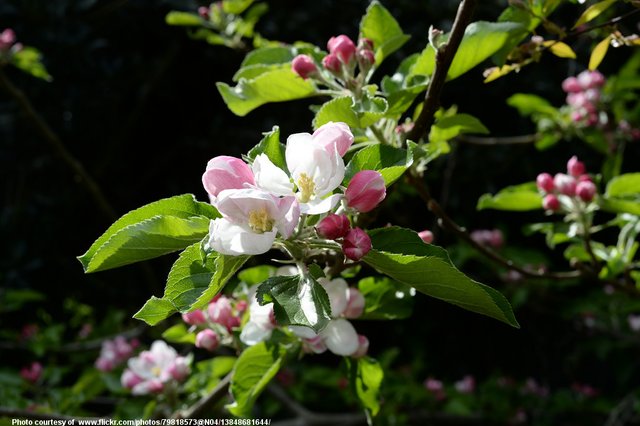 AppleBlossoms-001-041817.jpg