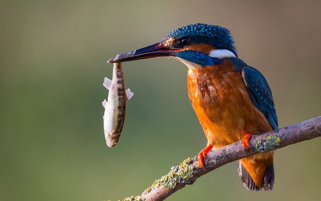 Kingfisher-Bird-Images-HD-Wallpapers.jpg