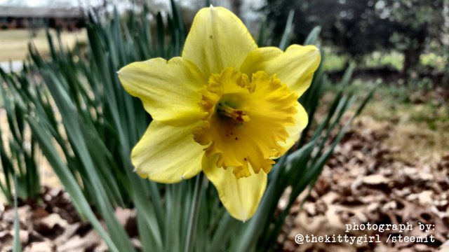 Daffodil-2.jpg