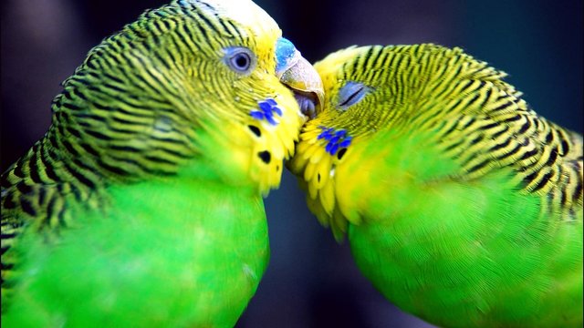 Parrots-In-Love-Birds-HD-Wallpapers.jpg