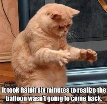 006-FUNNY-CAT-MEME.jpg