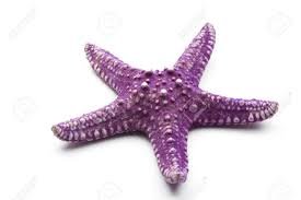 star fish.jpg