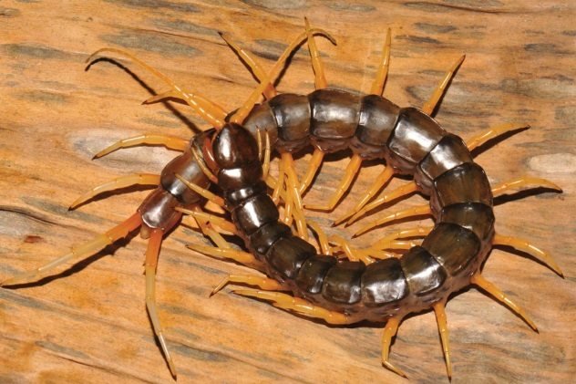 Scolopendra-cataracta.jpg