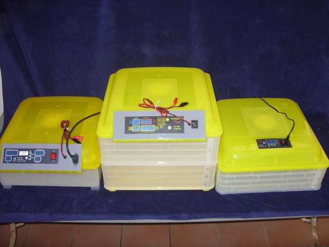 SDC17095.JPG