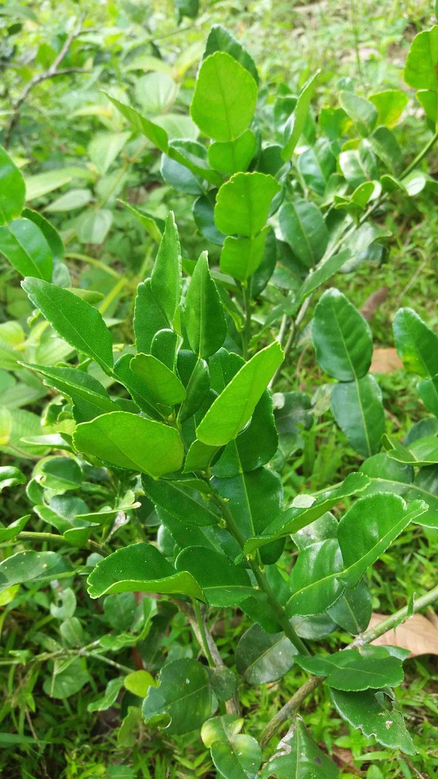 kaffir lime leaves.jpg