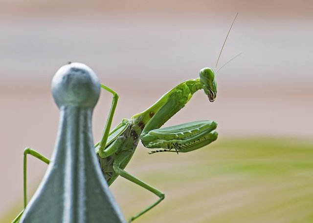 praying-mantis-1650102__480.jpg