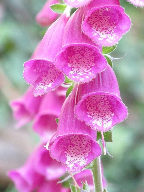 pink-flowers-3000784_640.jpg