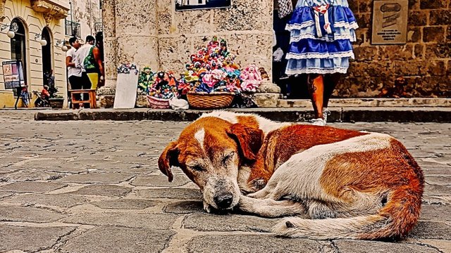 Havana_Cuba_20170128_095923_Nevit (1).jpg