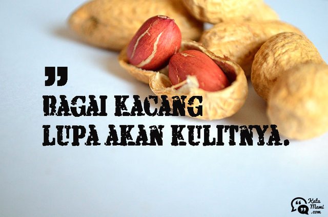 bagai_kacang_lupa_akan_kulitnya.jpg