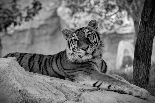 tiger-2143570_1280.jpg