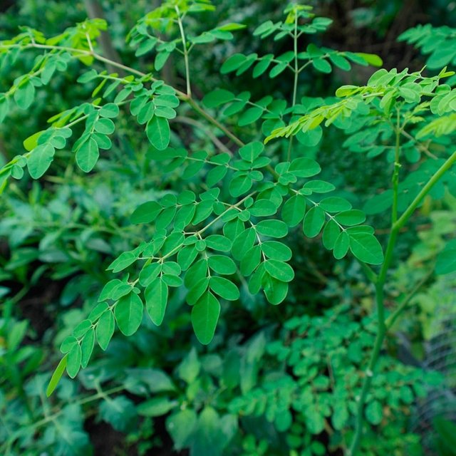 moringa-oleifera-1-planta.jpg