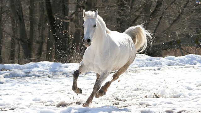 white-horses-wallpaper-desktop.jpg