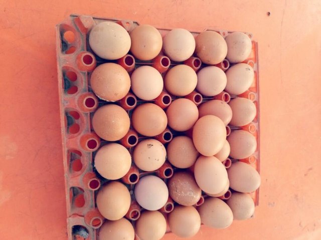 Eggs_04-26-08.25.59.jpg