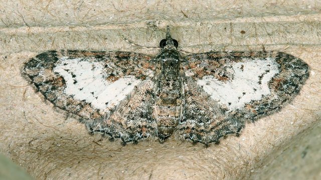 Chloroclystis testulata Pale band form BY MV Light Tas 2017-10-03.jpg