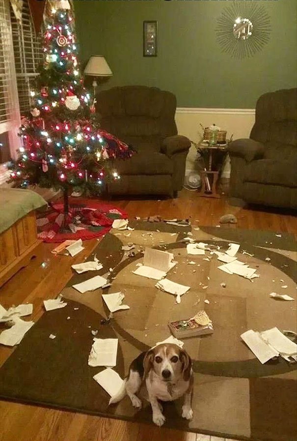 XX-animals-destroying-Christmas-10__605.jpg