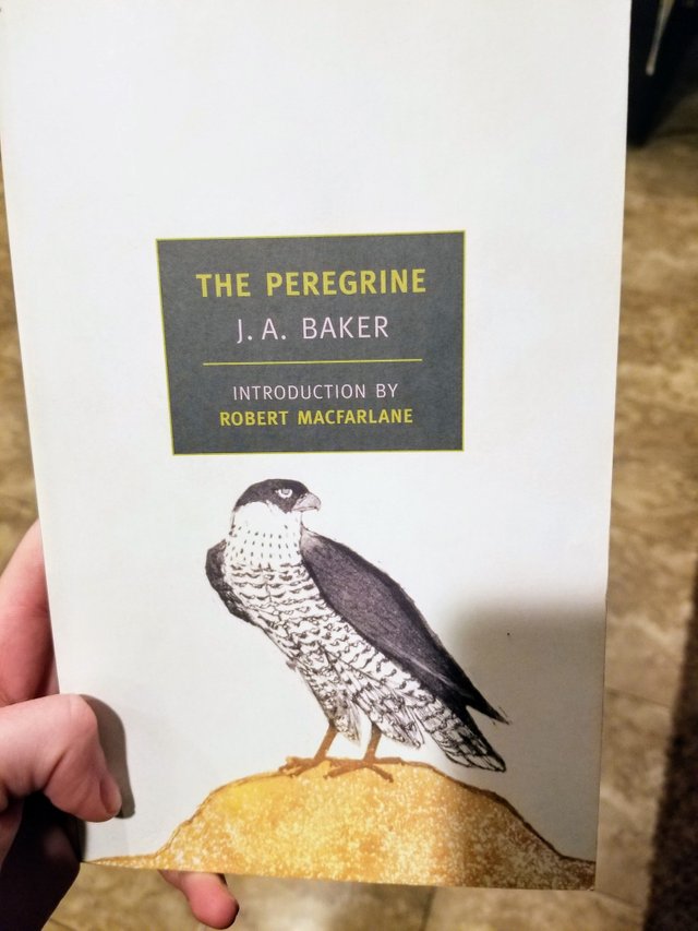 The Peregrine.jpg