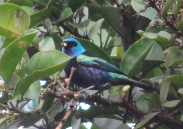 Tangara Cyanicollis.png