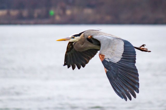 Birding_at_Dam-599.jpg