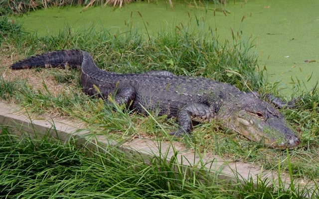 americanalligator-001.jpg