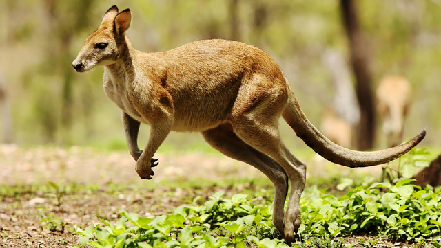 Nature # 03 or One of the most beautiful Animal (Kangaroo) — Steemit