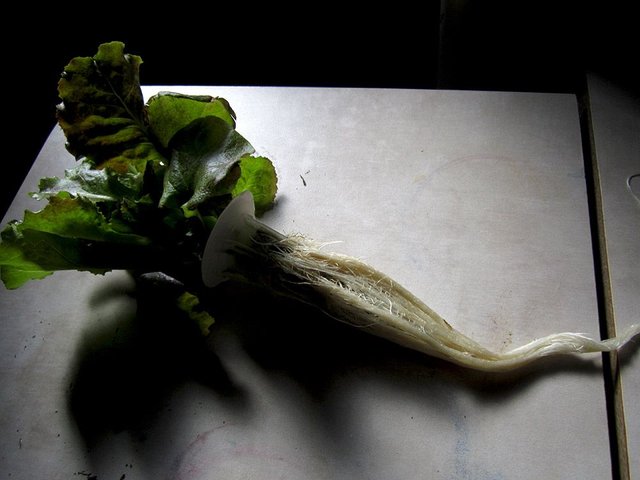 Lettuce 3 26 b.jpg