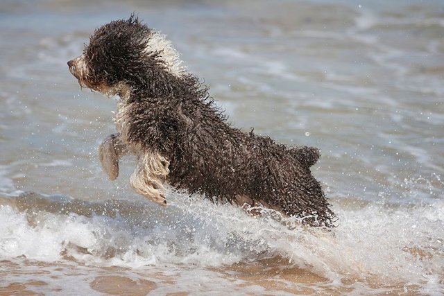 spanish water dog jumping.jpg