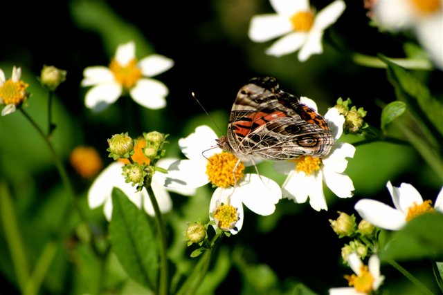 butterfly 3-2.jpg