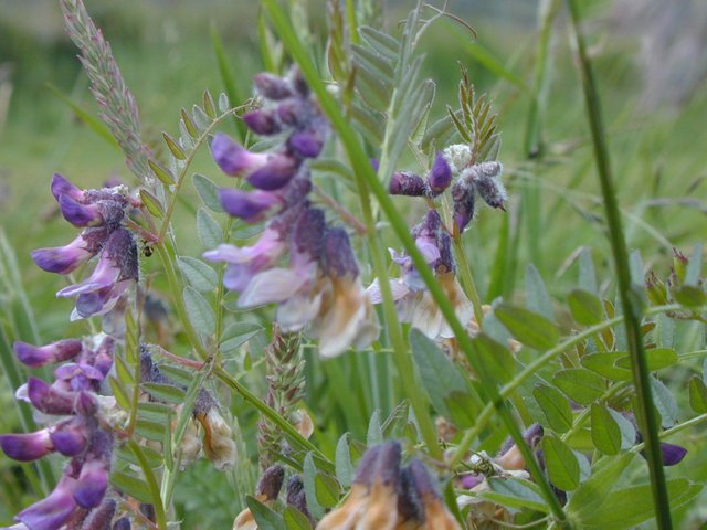 Common Vetch.jpg