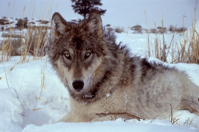 wolf-518209_1280.jpg