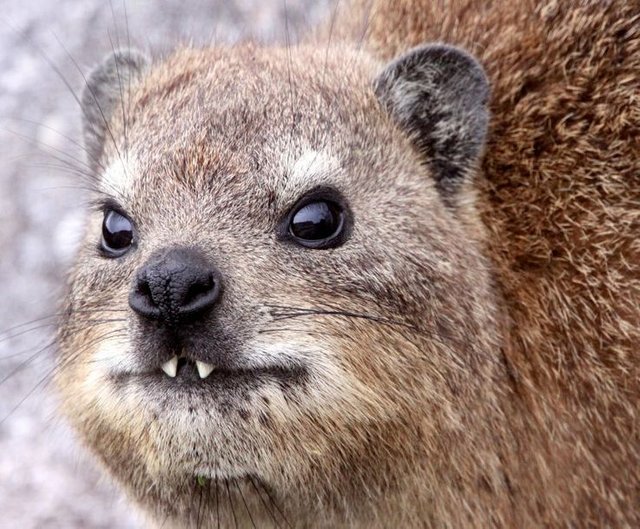 hyrax-04.jpg