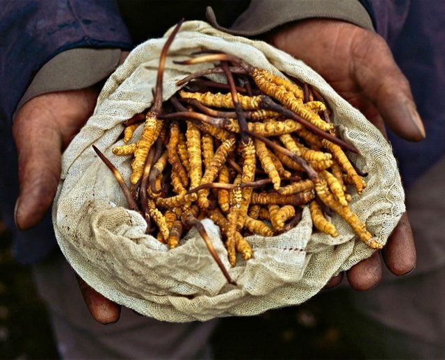 cordyceps-mushrooms.jpg