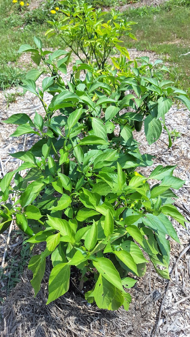 Serenity Valley Farms Pepper 2.jpg