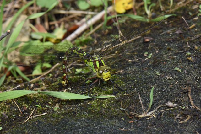 DSC_9553 2.JPG