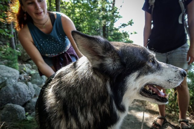 new-england-trail-dogs-09-02-2017-1.jpg