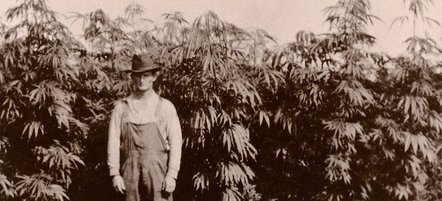 hemp-history.jpeg