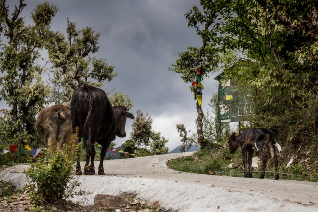 garden cows.jpg