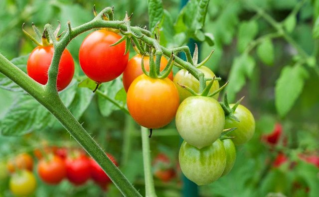 tomato-plant.jpg