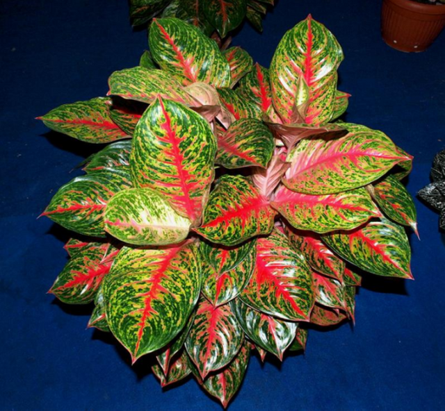 Aglaonema Queen Ornamental Plants Leaves Steemit